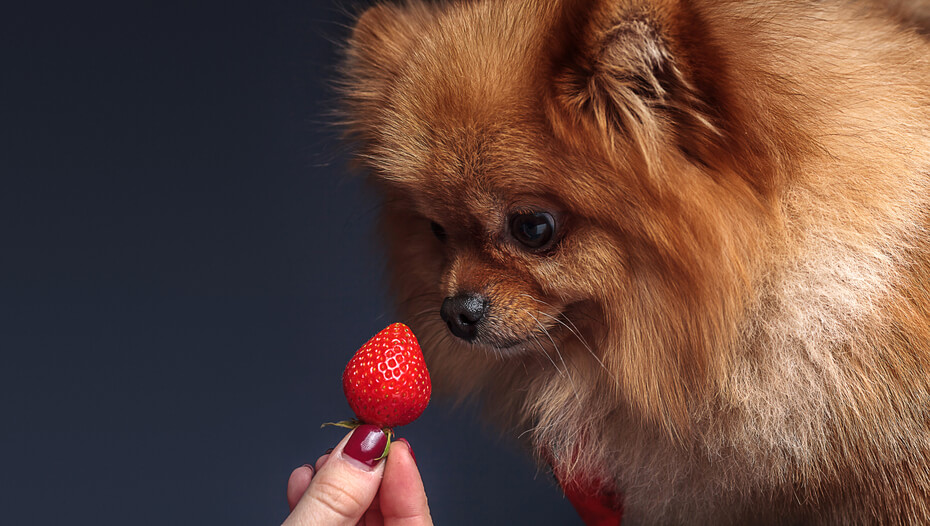 Can Dogs Eat Strawberries? Read Before You Feed Purina